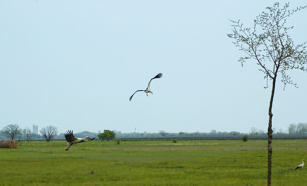 Der Flug der Störche