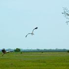 Der Flug der Störche