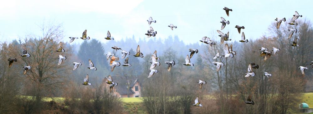 Der Flug der Tauben