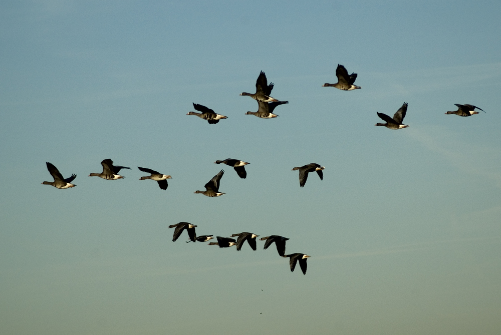 Der Flug der Wildgänse