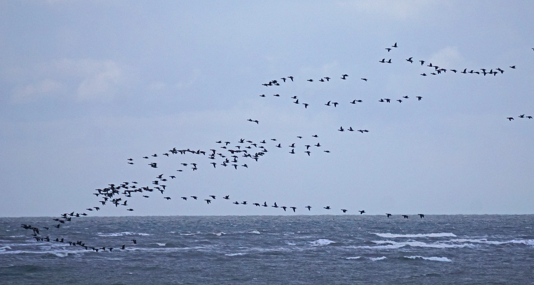 Der Flug der Wildgänse