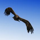 Der Flug des Adlers