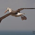 Der Flug des Albatros