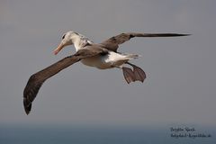 Der Flug des Albatros