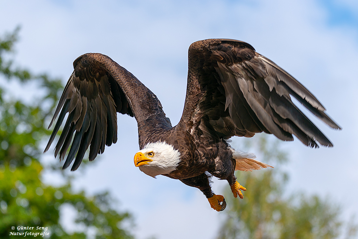 der Flug des Bald Eagle