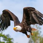 der Flug des Bald Eagle