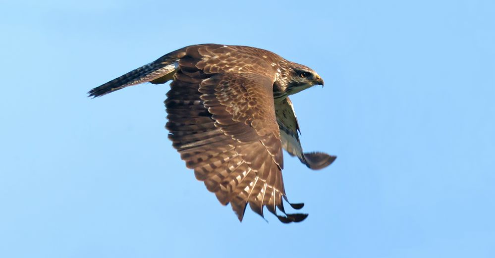 DER FLUG DES BUSSARDS