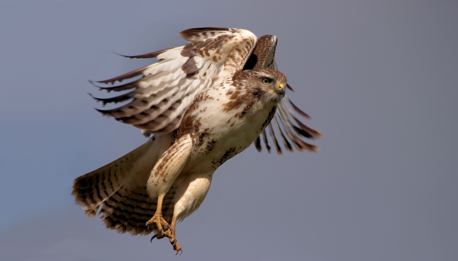 DER FLUG DES BUSSARDS HEUTE