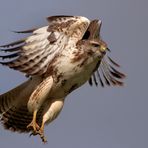 DER FLUG DES BUSSARDS HEUTE