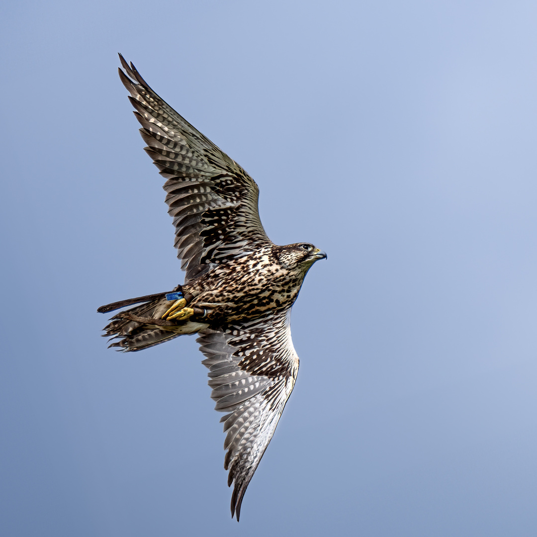 Der Flug des Falken