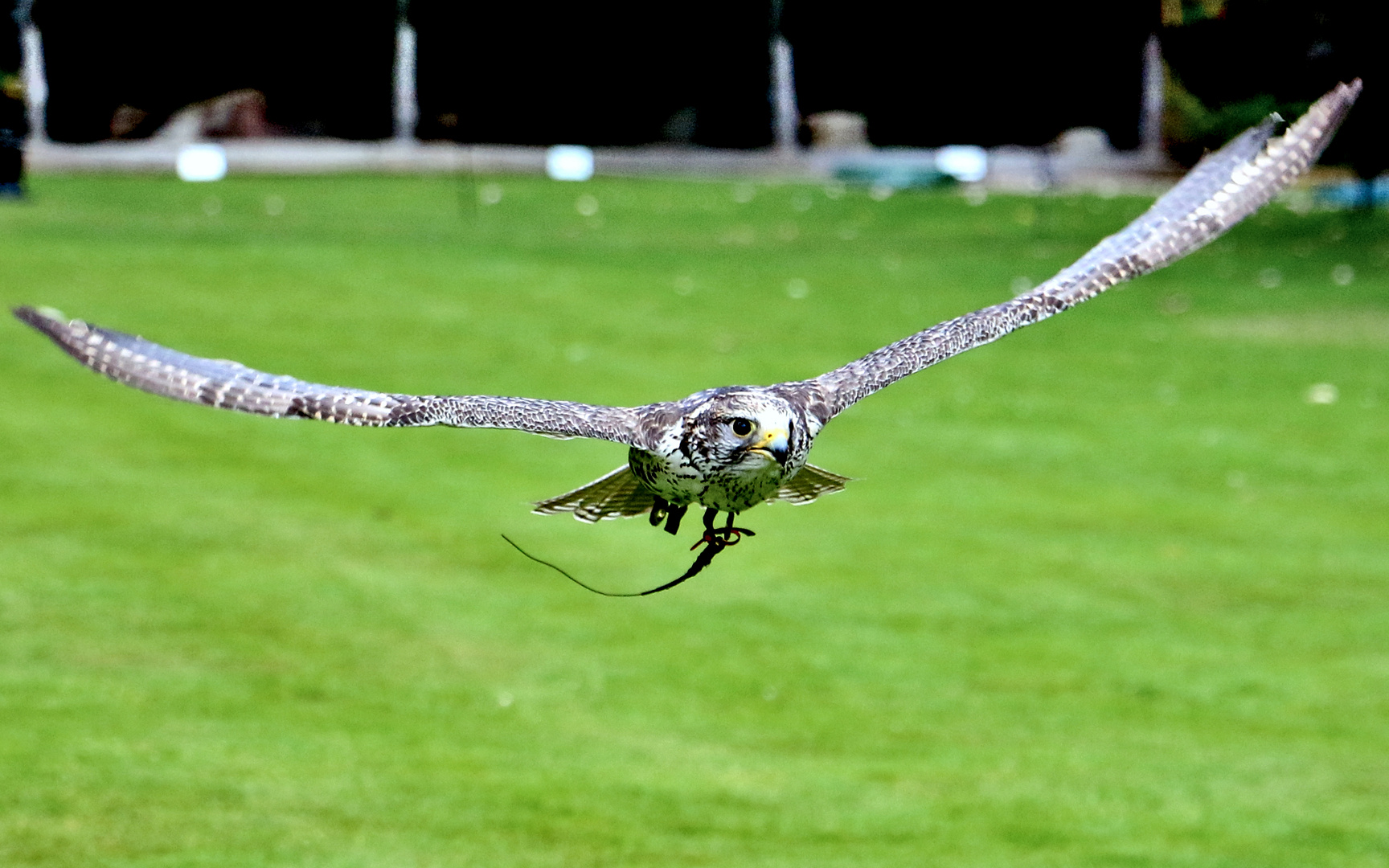 Der Flug des Falken