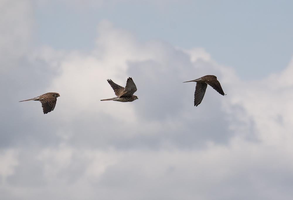 Der Flug des Falken