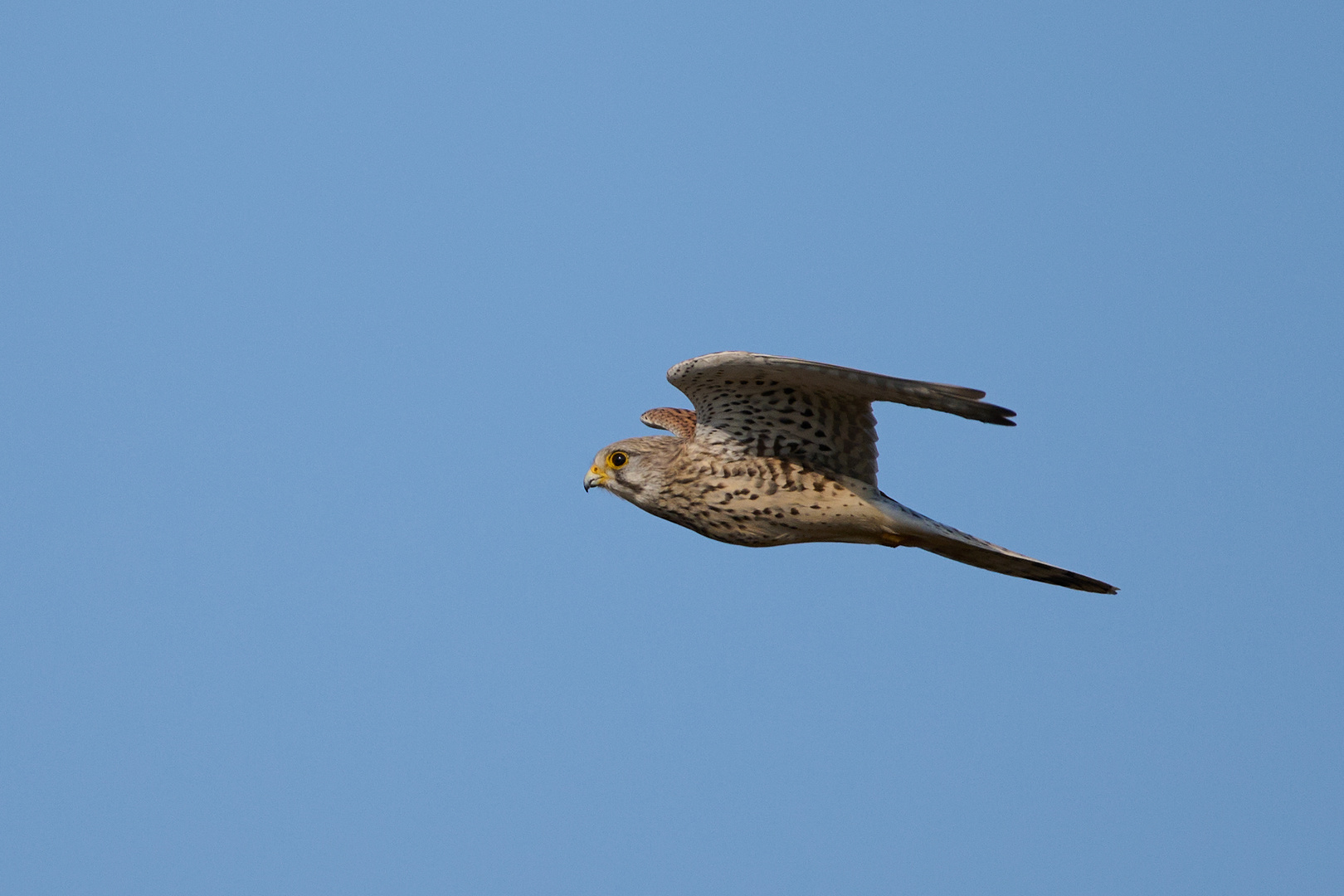 der Flug des Falken....