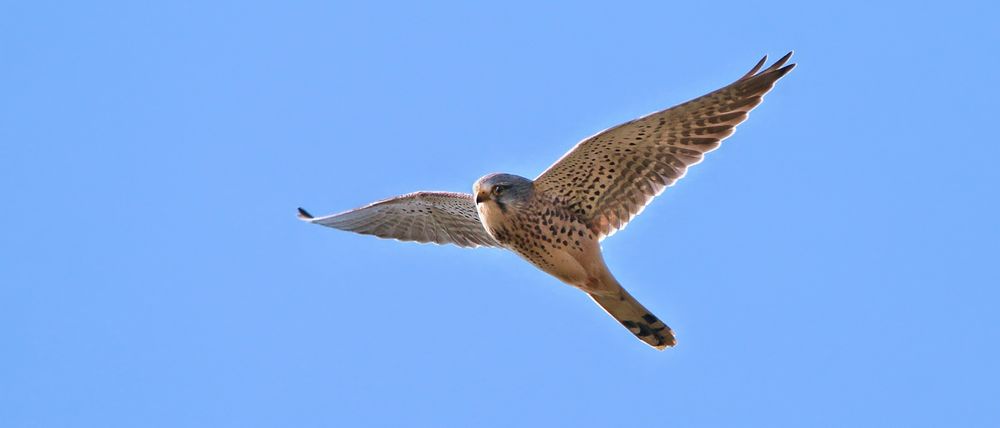 DER FLUG DES FALKEN