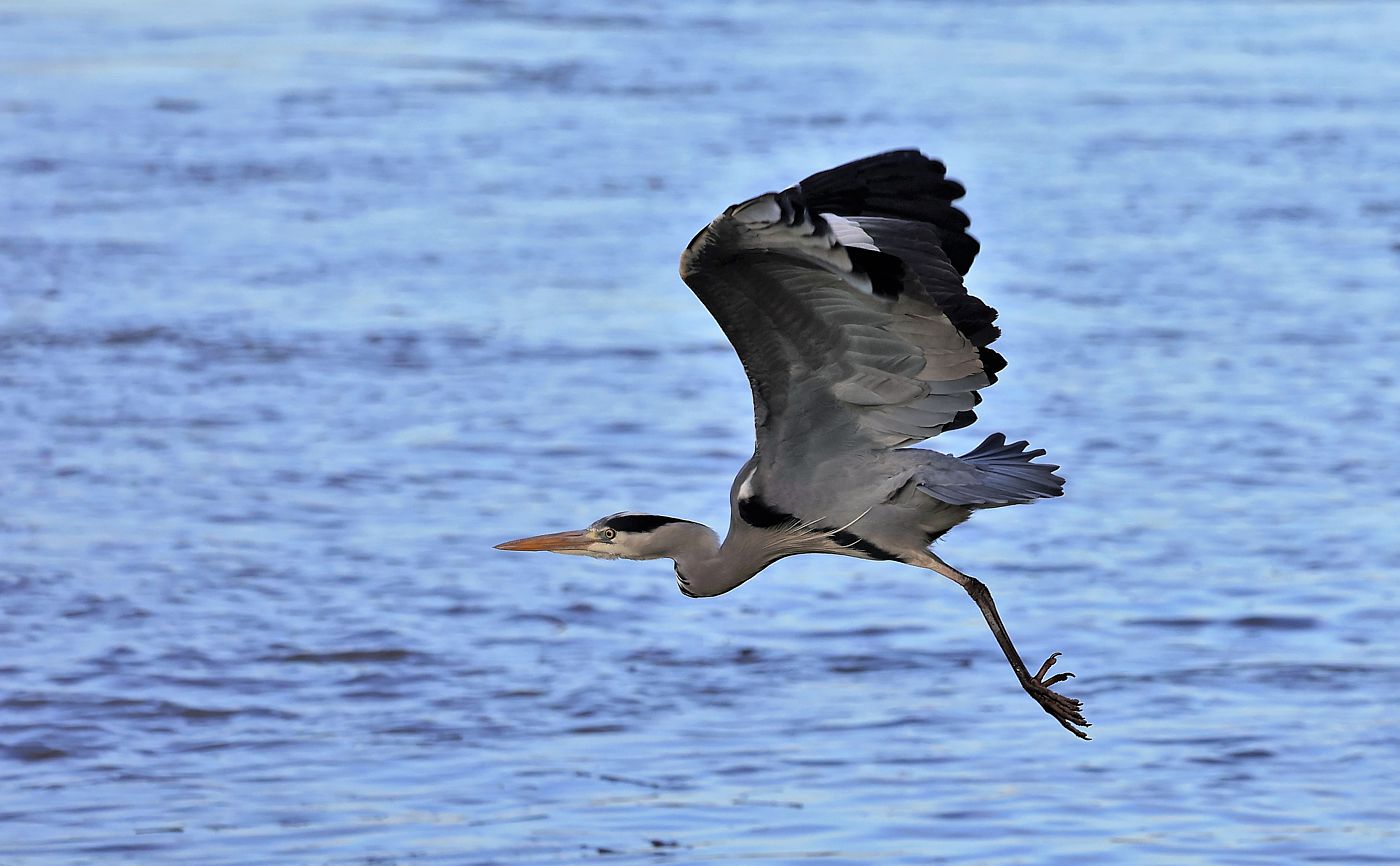 Der Flug des Graureihers