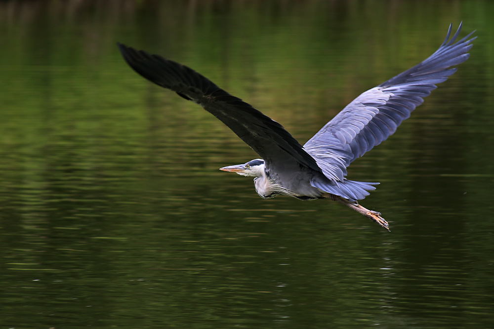 der Flug des Graureihers über´s Wasser