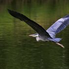 der Flug des Graureihers über´s Wasser