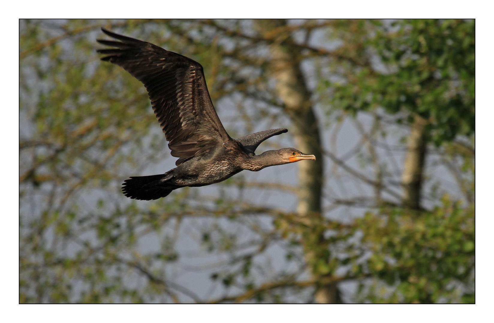 Der Flug des Kormoran