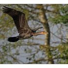 Der Flug des Kormoran