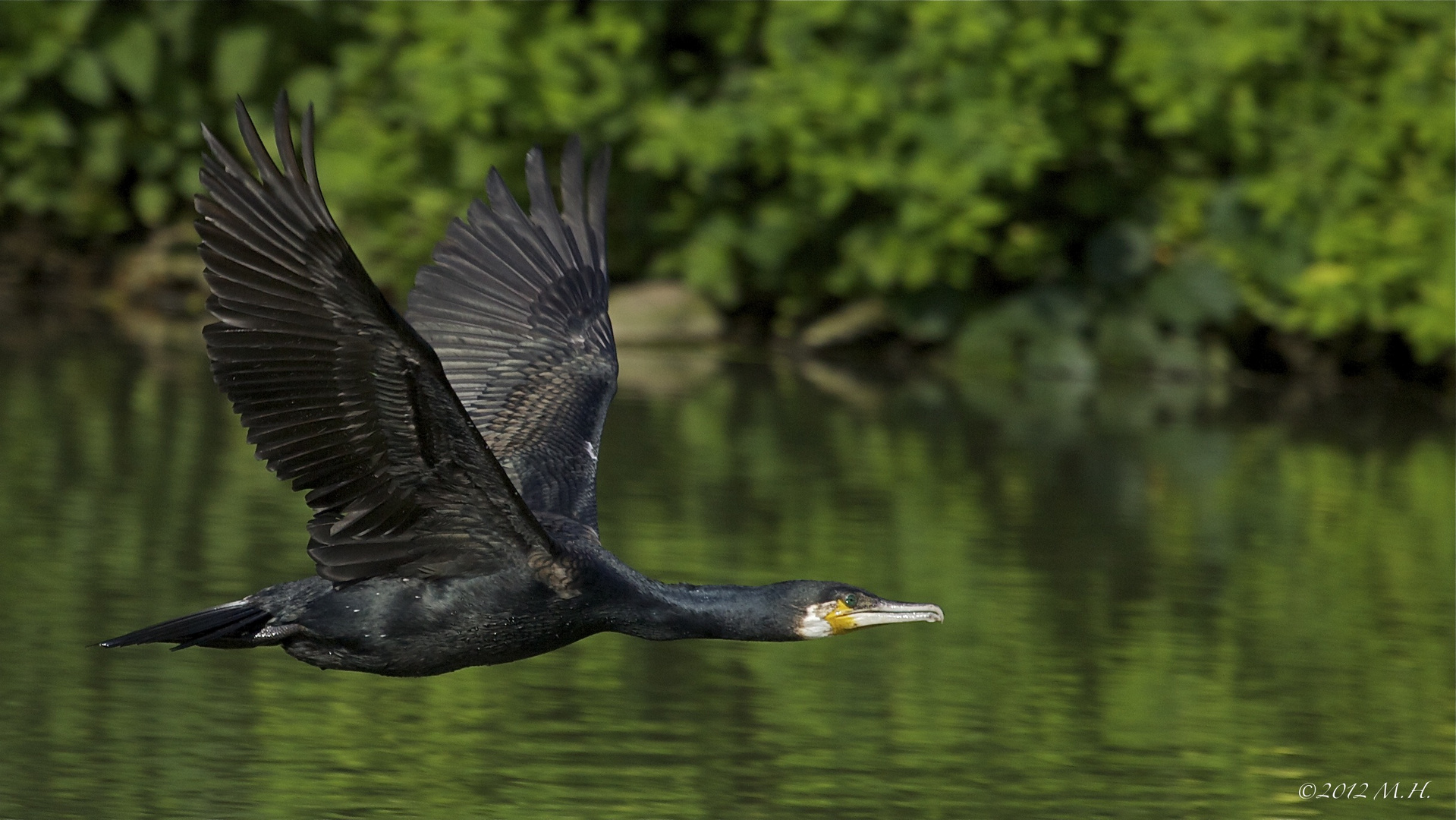 Der Flug des Kormoran