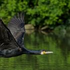 Der Flug des Kormoran