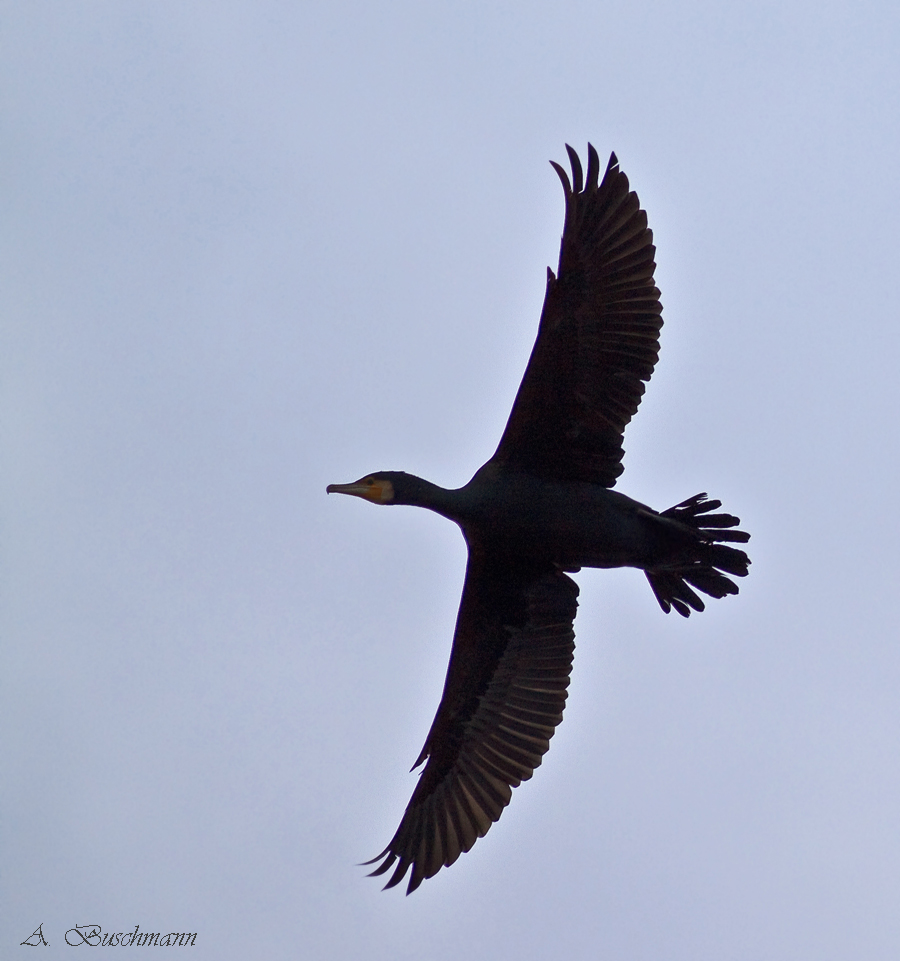 Der Flug des Kormorans