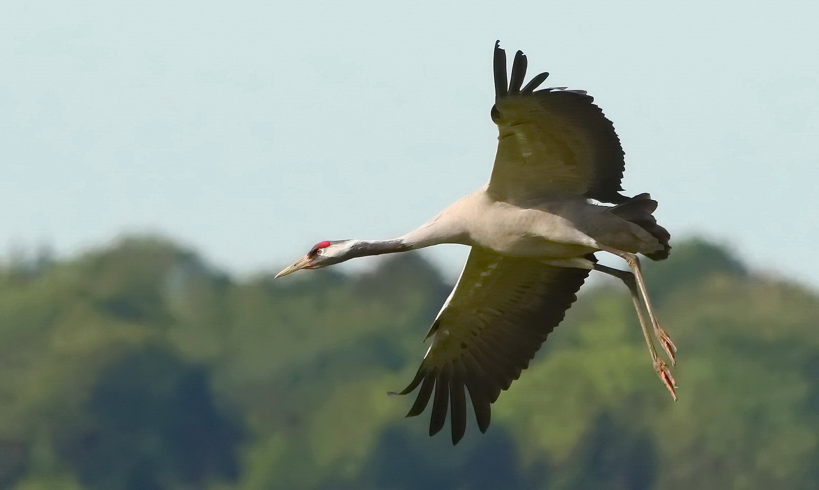 Der Flug des Kranich