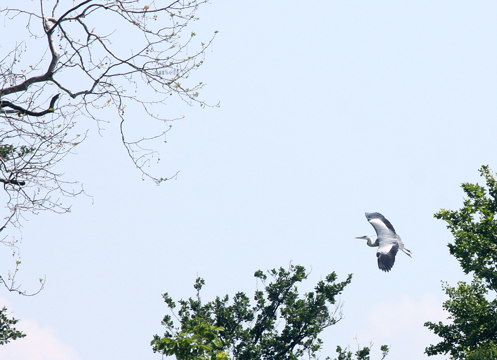 Der Flug des Phönix