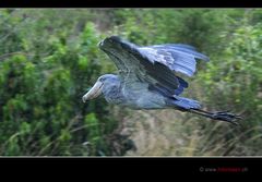 Der Flug des Phönix