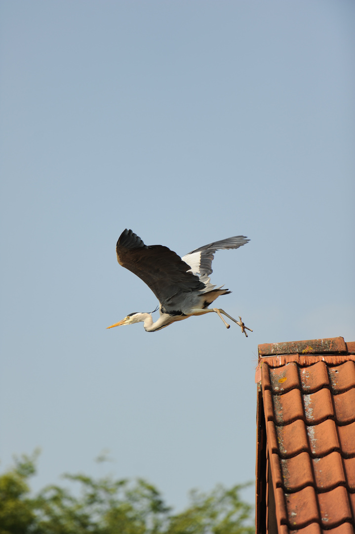 Der Flug des Reiher 2