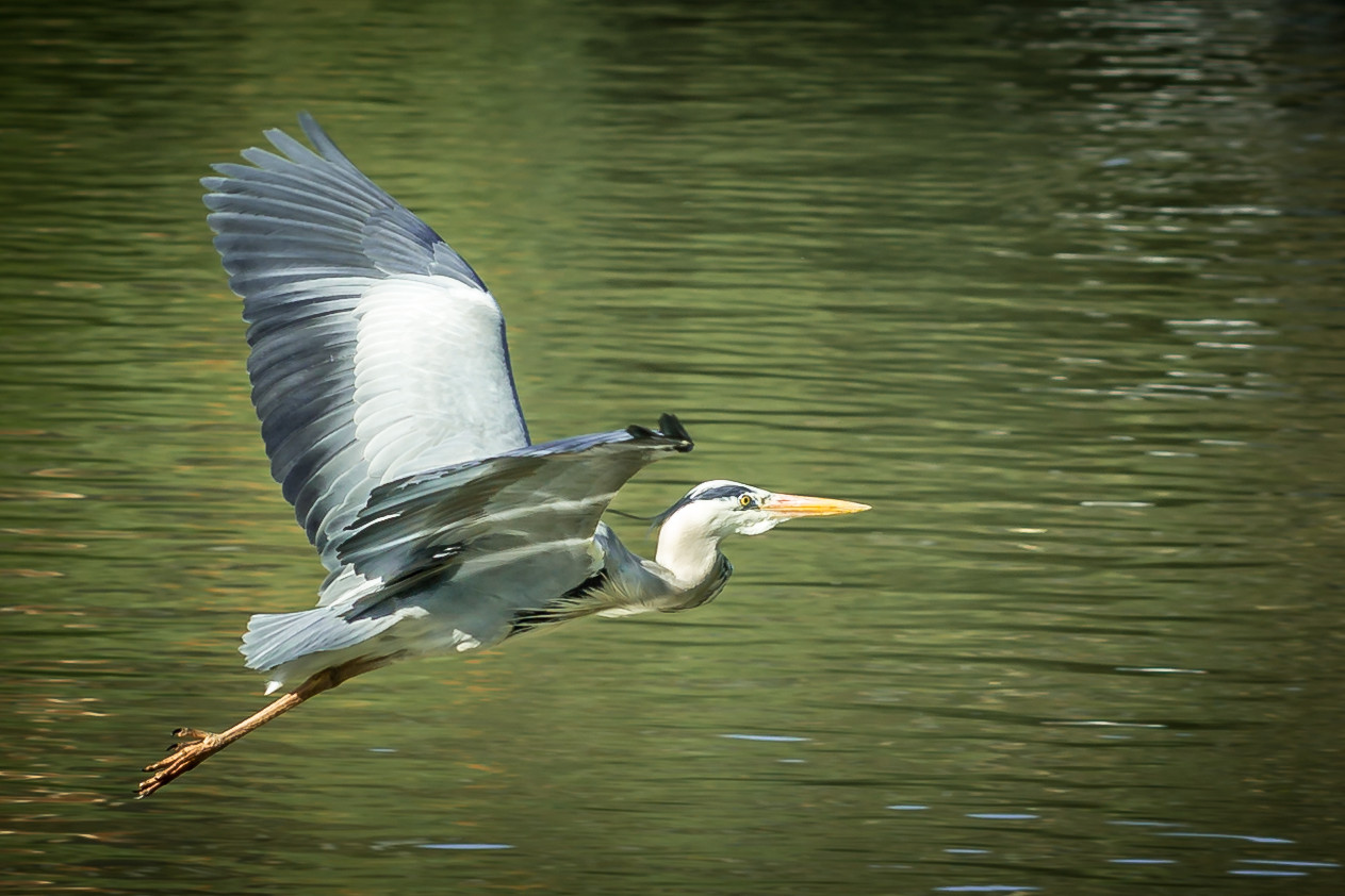 "Der Flug des Reihers"