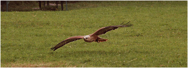 Der Flug des Roten Milan