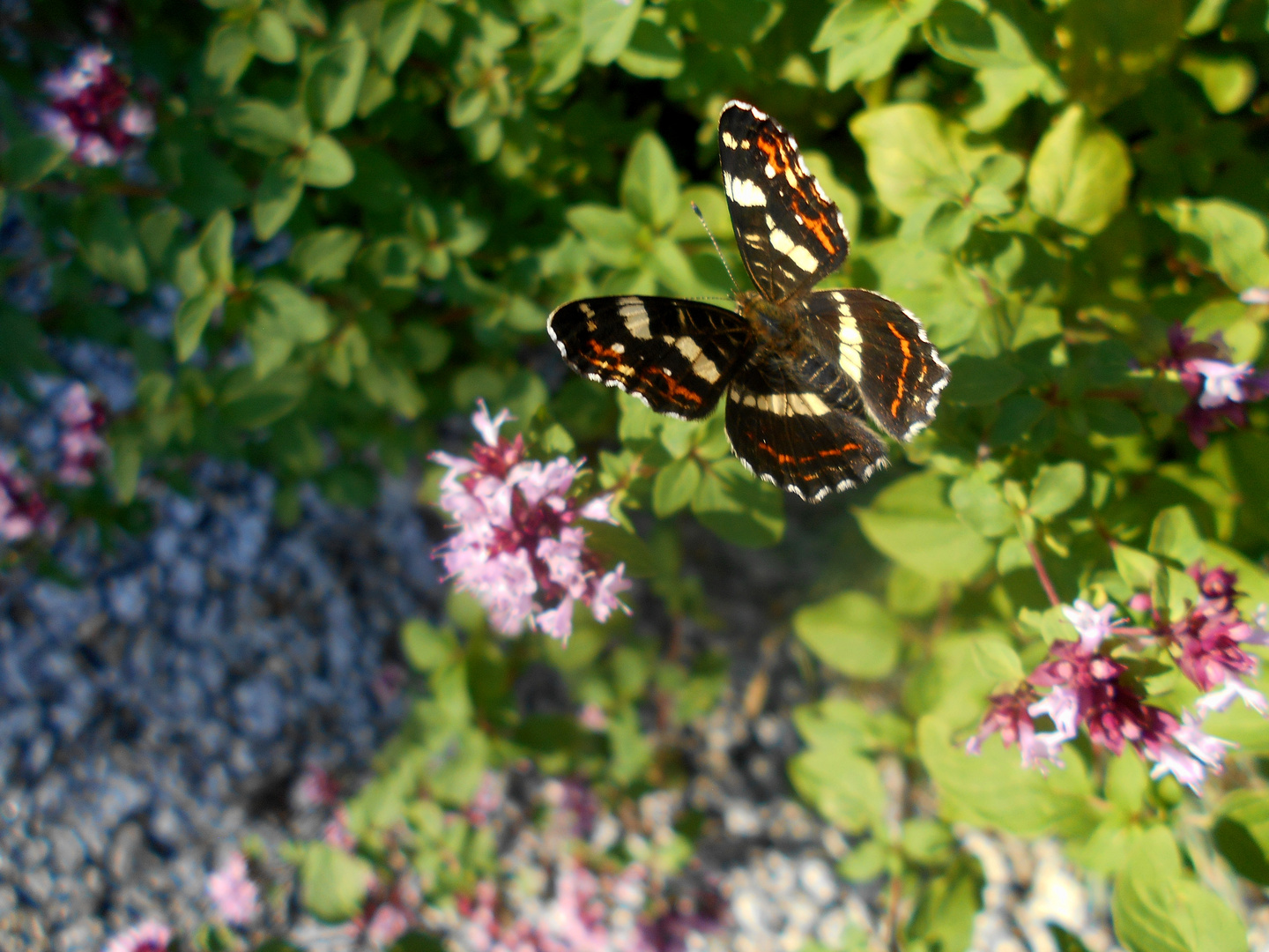 Der Flug des Schmetterlings