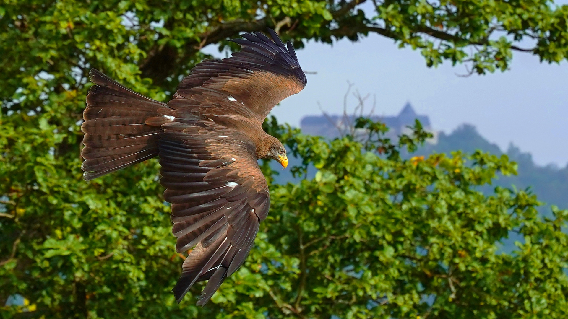 Der Flug des Schwarzmilanes