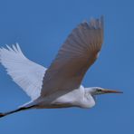 DER FLUG DES SILBERREIHERS