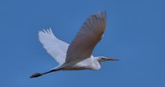 DER FLUG DES SILBERREIHERS