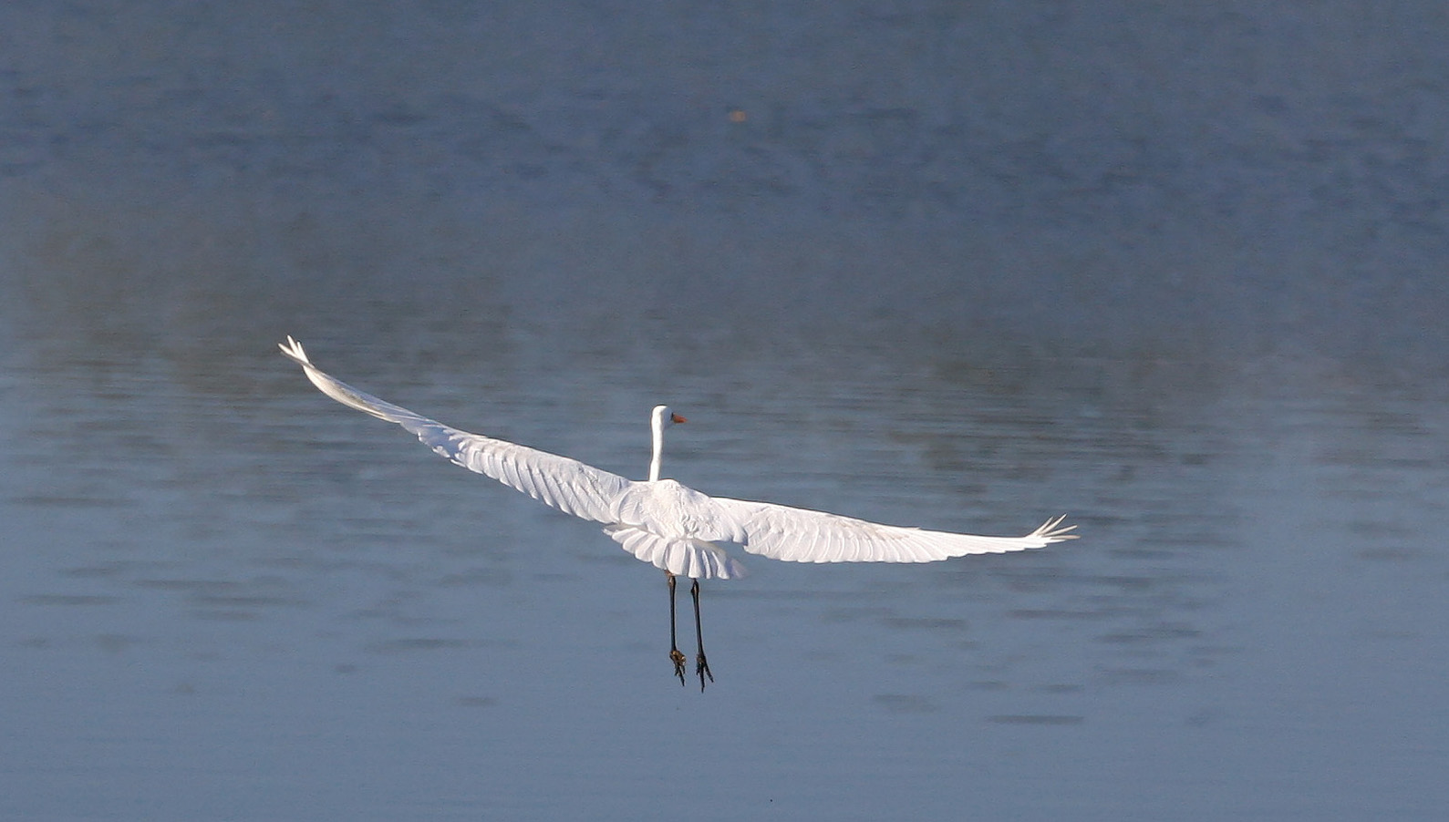 Der Flug des Silberreihers