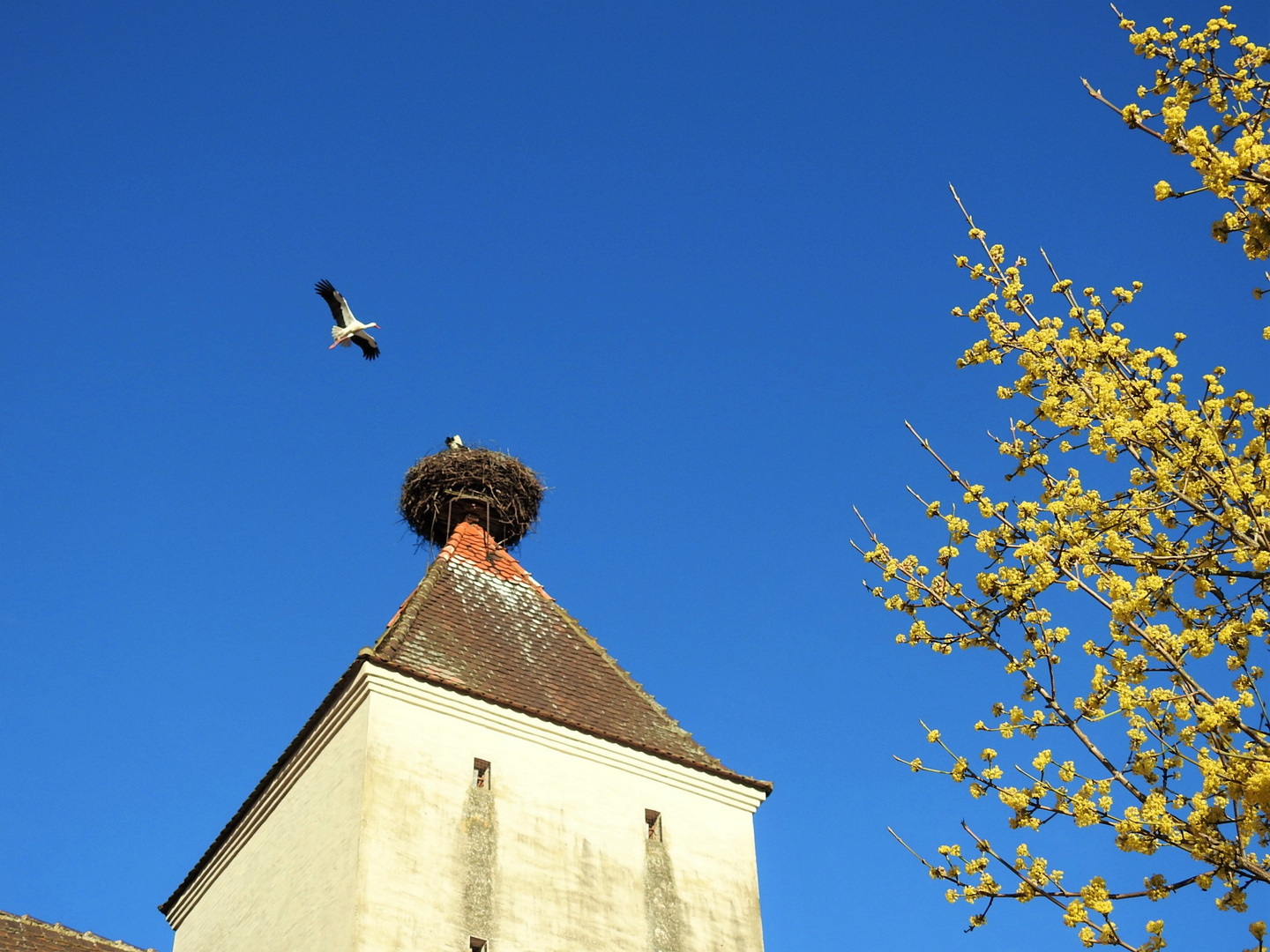 Der Flug des Storches