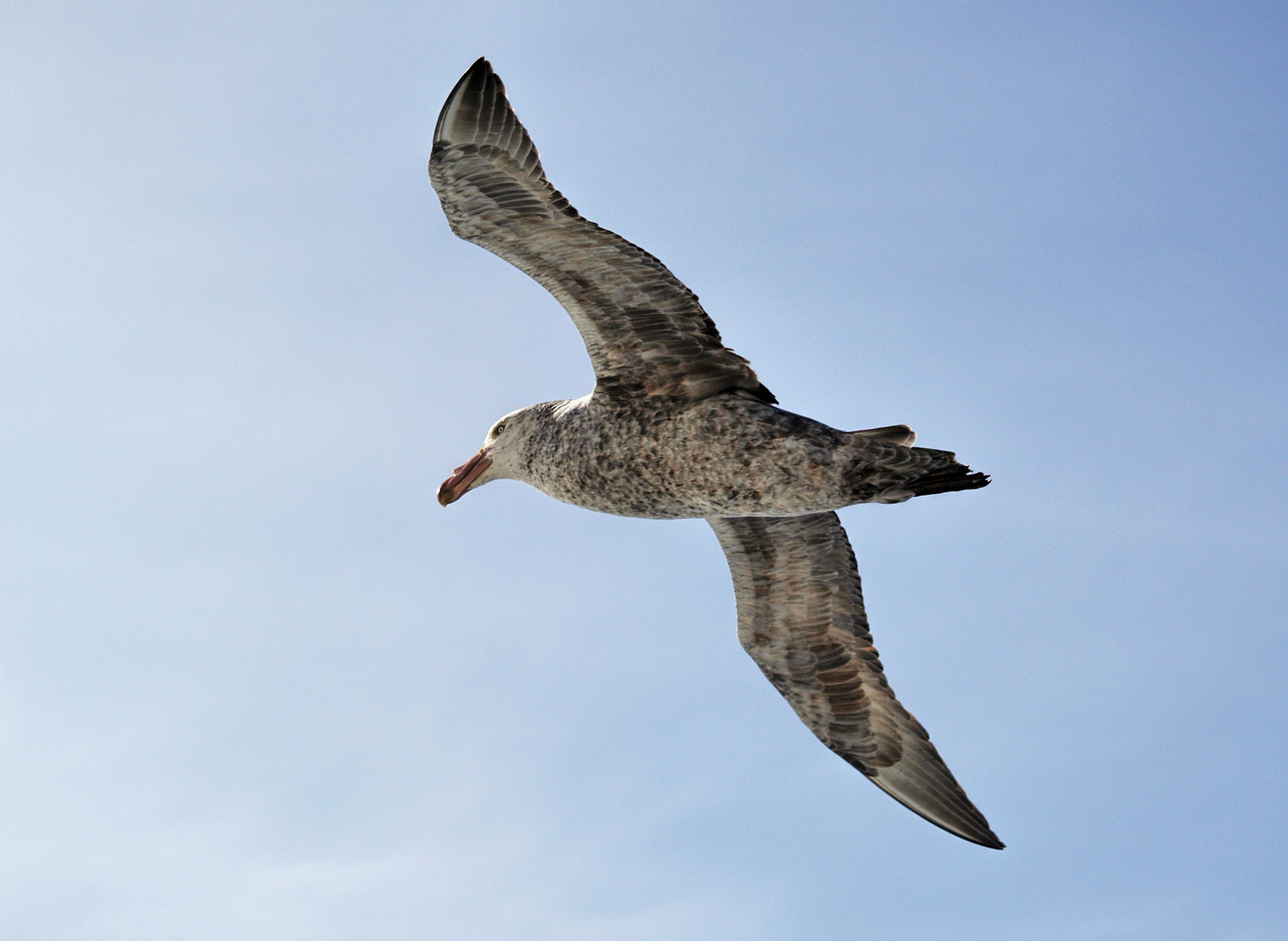 der Flug des Sturmvogels