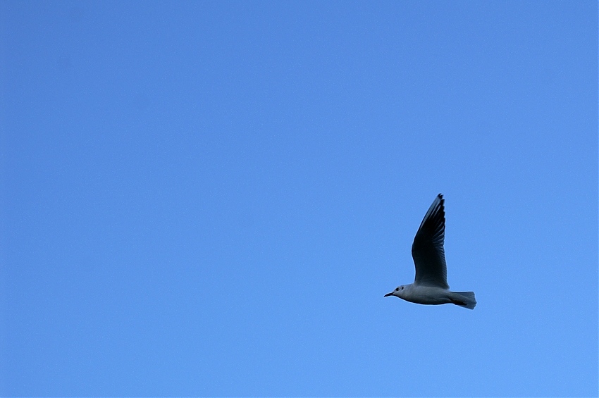 Der Flug des Vogels