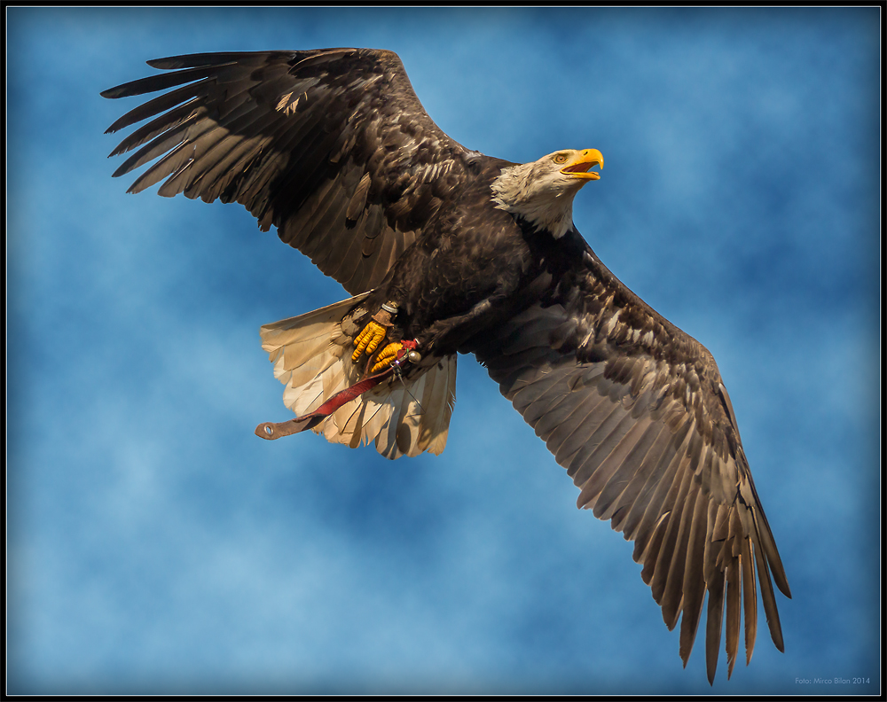 Der Flug des Weisskopfseeadles