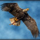 Der Flug des Weisskopfseeadles