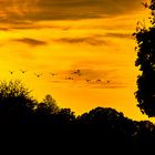 Der Flug in das Abendlicht