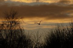 Der Flug in die Dämmerung