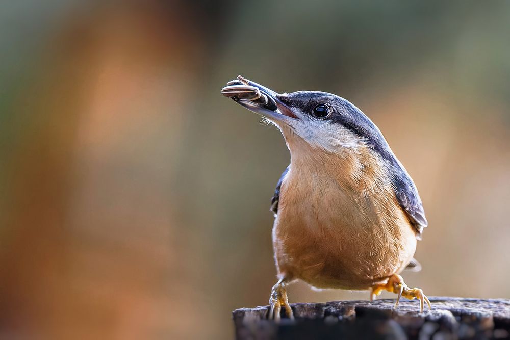 Der Flug muß sich schon lohnen