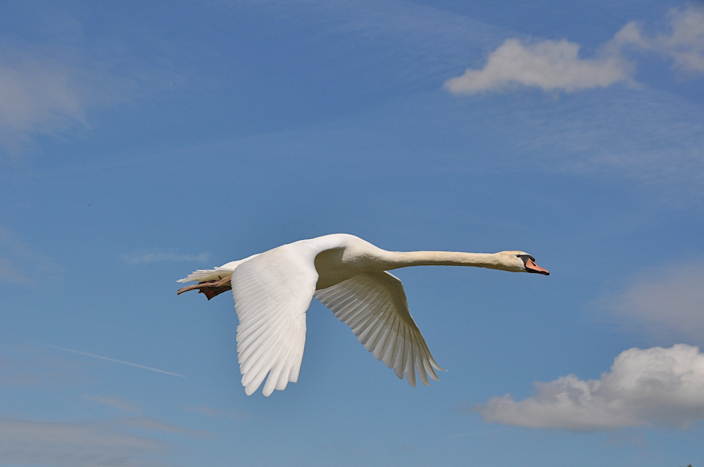 der Flug-Pilot...