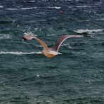 der Flug über s Meer