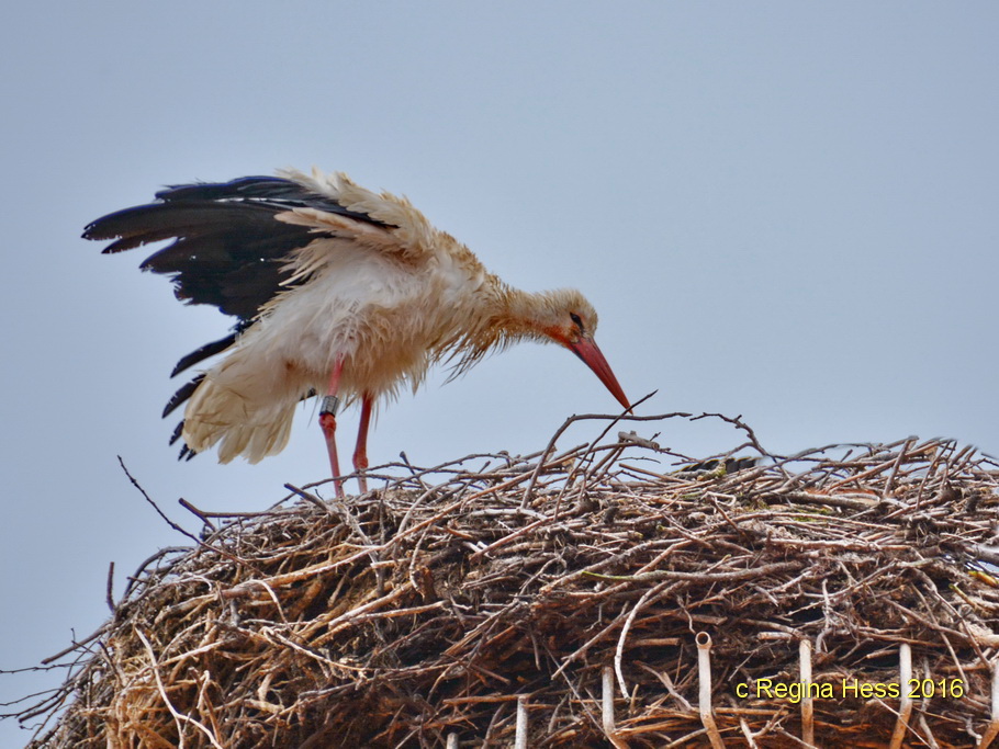 .......der Flug war anstrengend