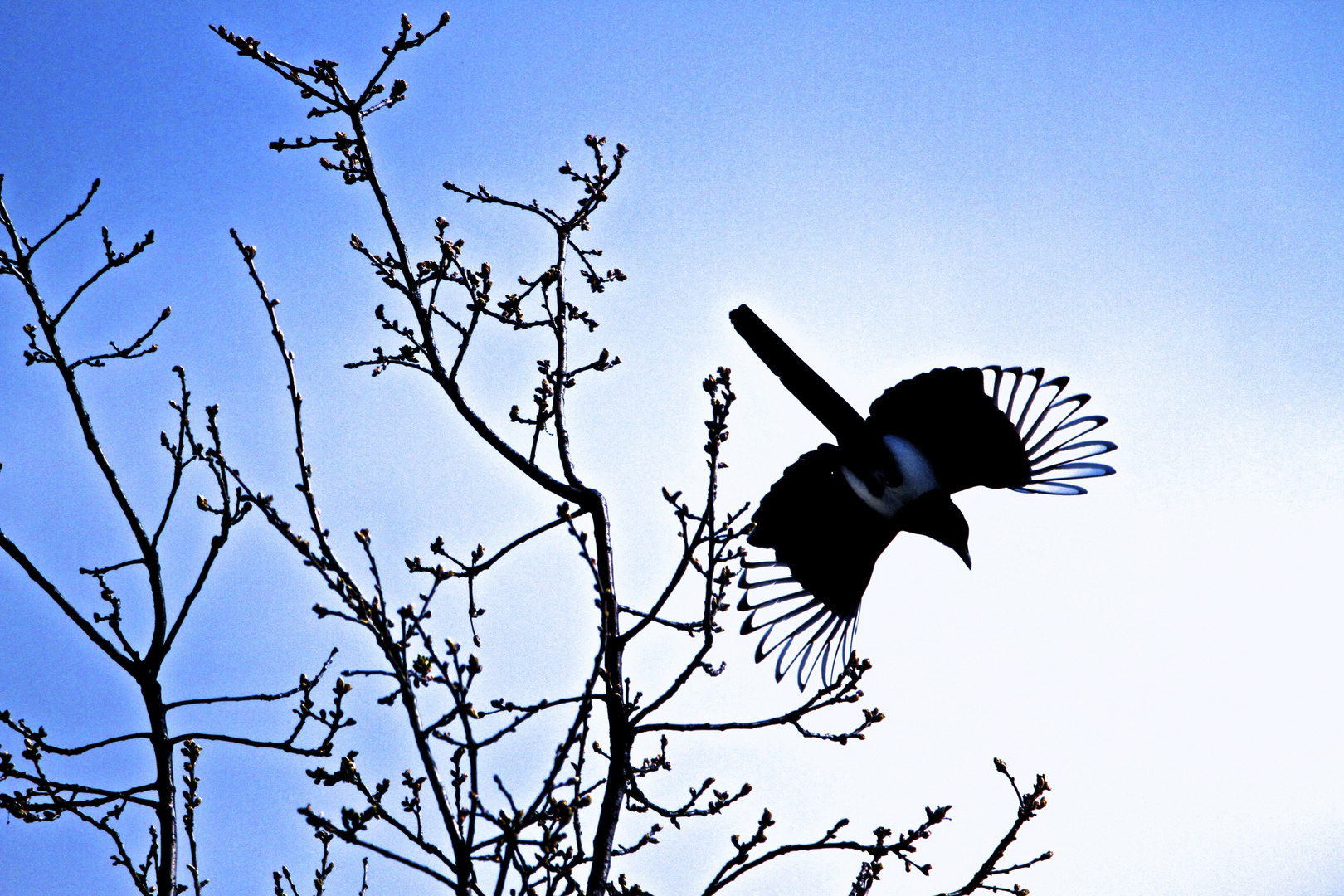 Der Flug zur Freiheit