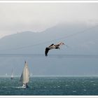 Der Flug zur Golden Gate